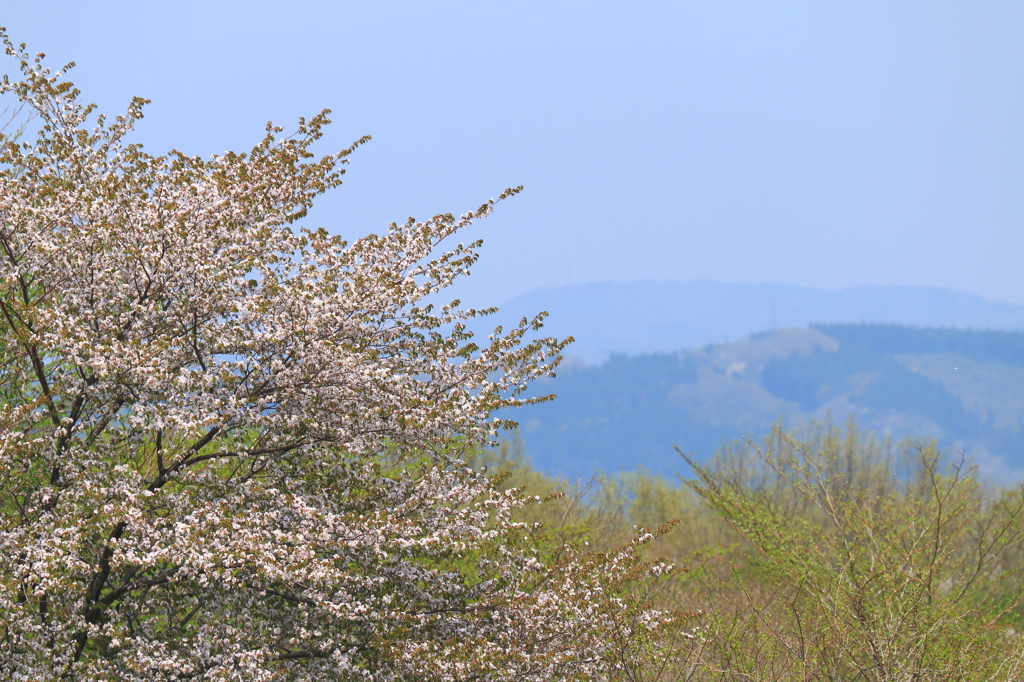 名残り桜