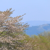 名残り桜