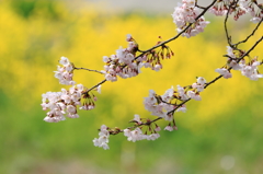 菜の花が私の舞台