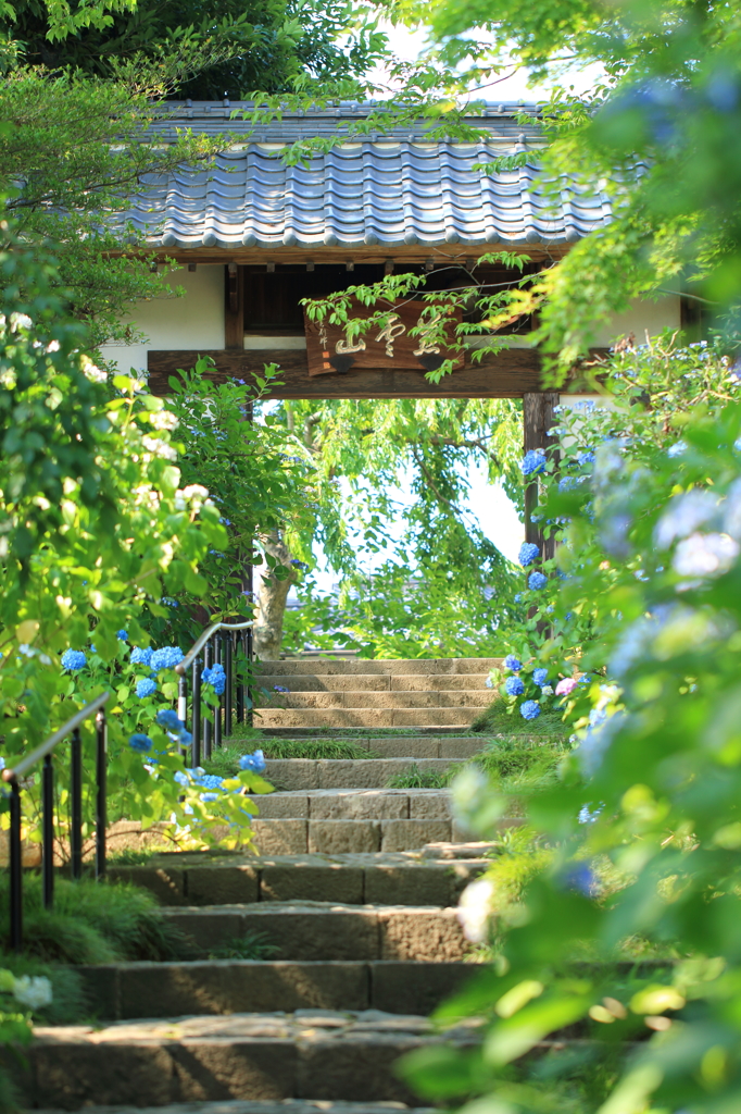 あじさい寺へと続くみち