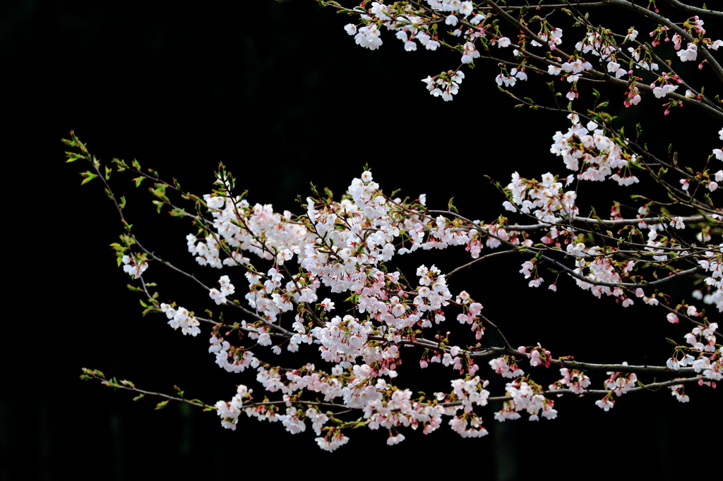 闇夜を照らす花となれ