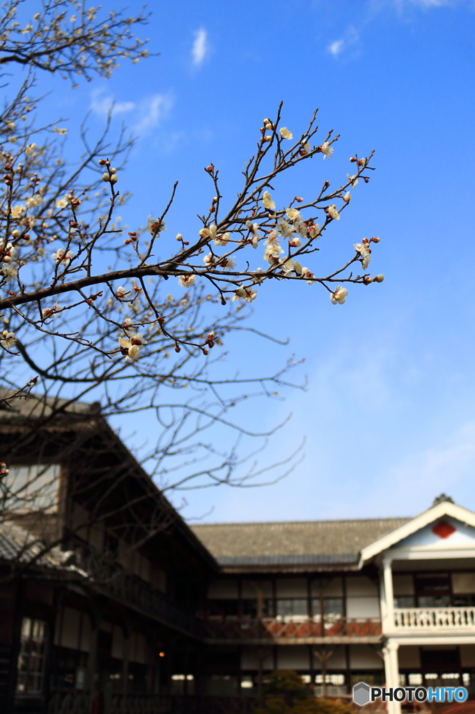 尋常小学校の春