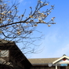 尋常小学校の春