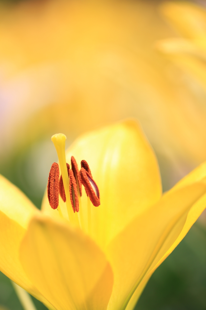 yellow blossom