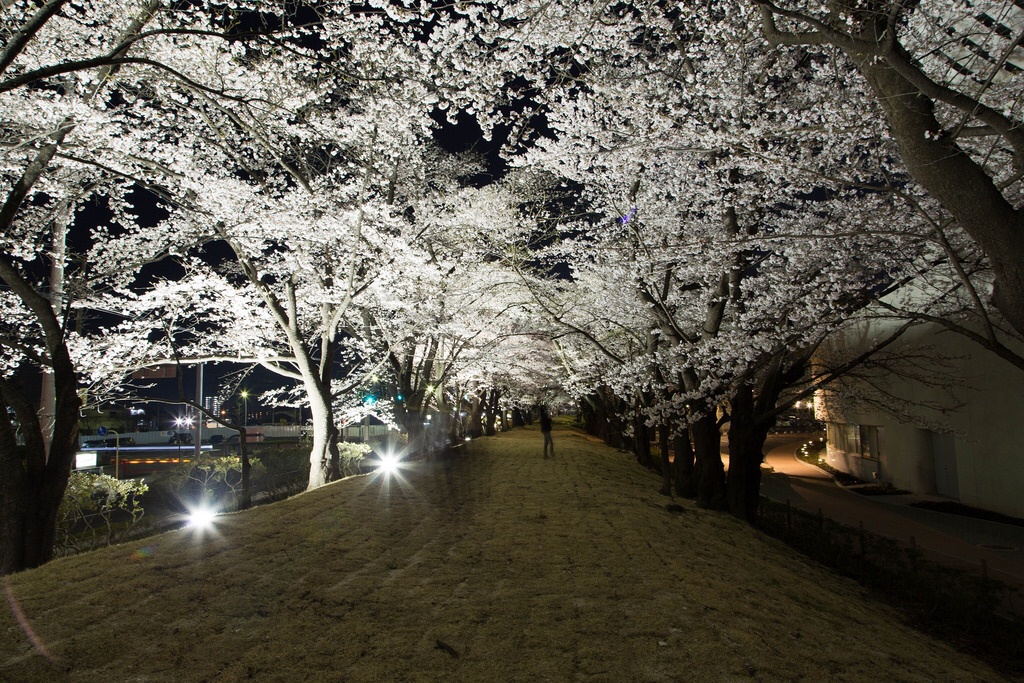 Sakura. 