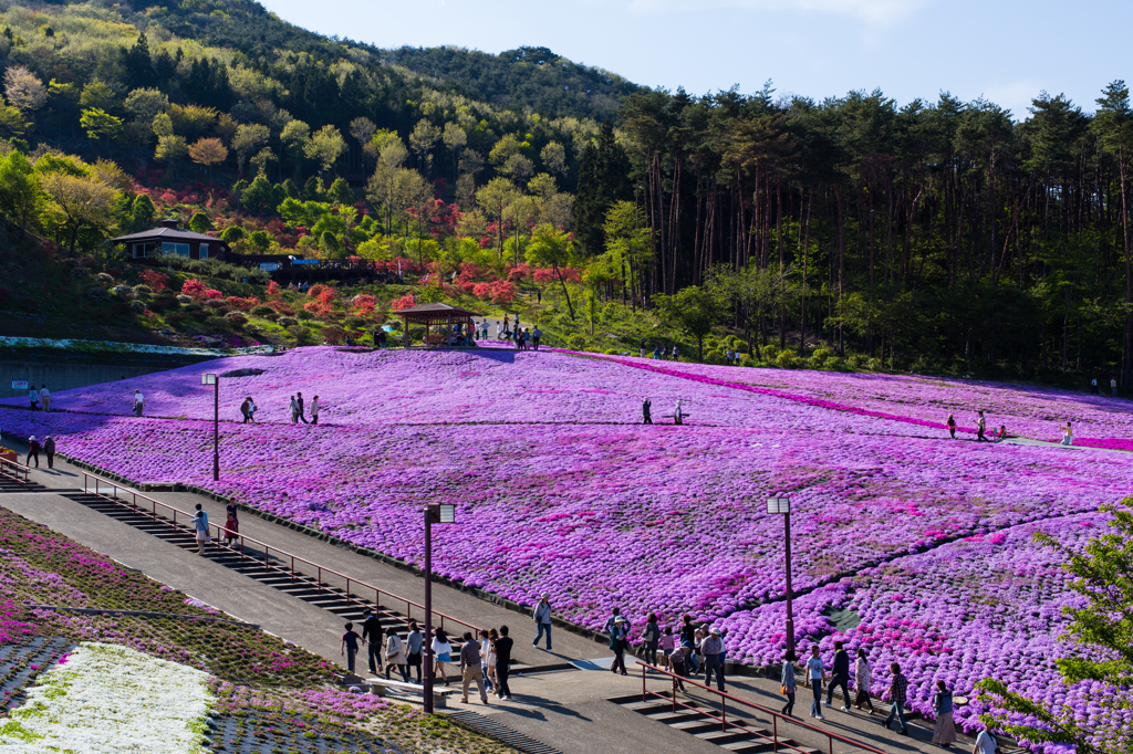芝桜２