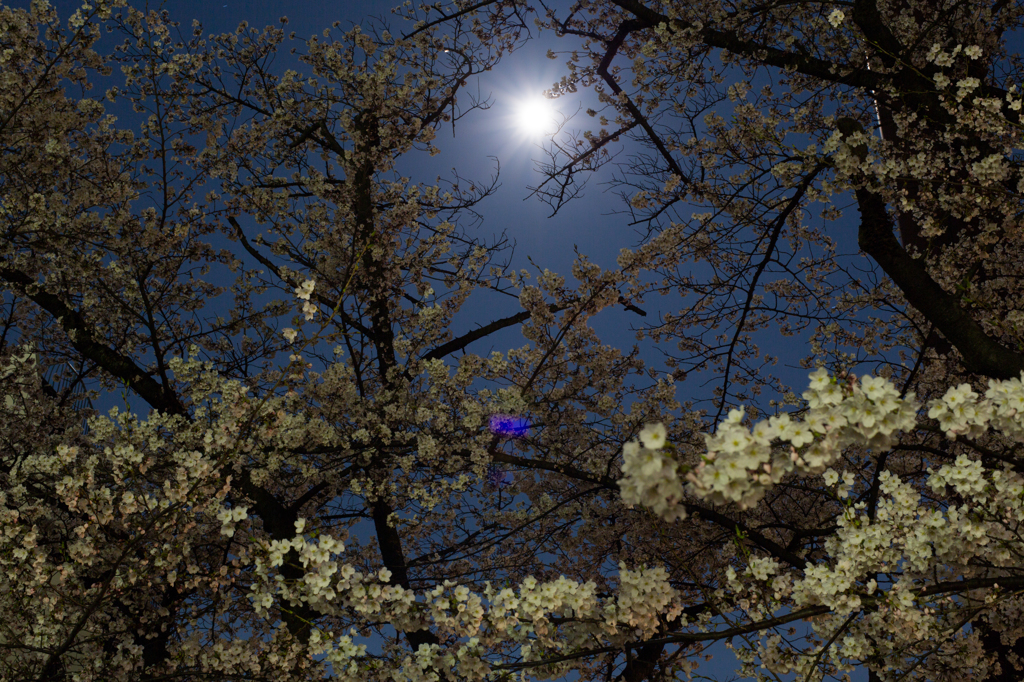 月と桜