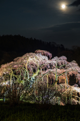 滝桜と満月