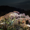 滝桜と満月