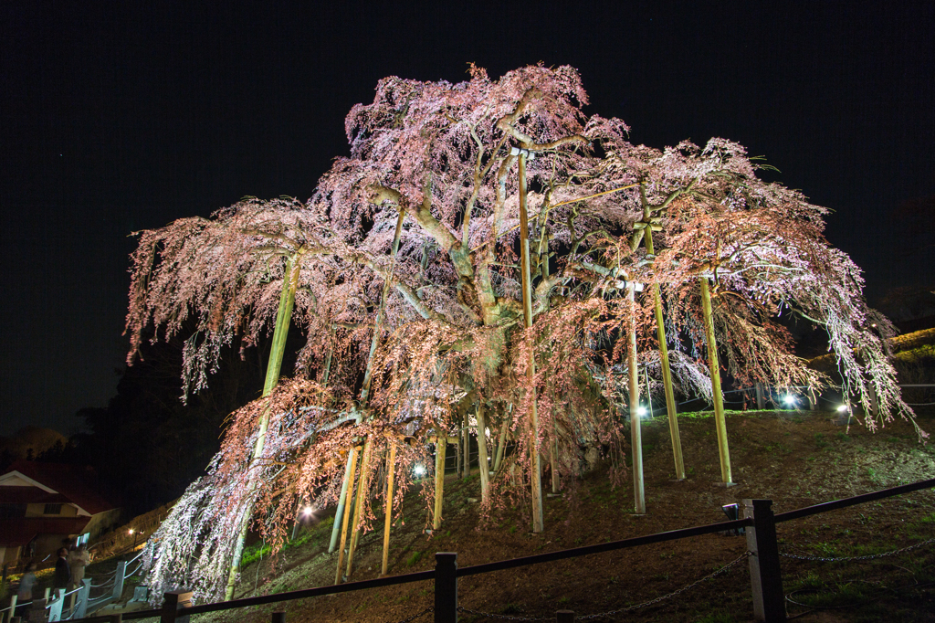 滝桜