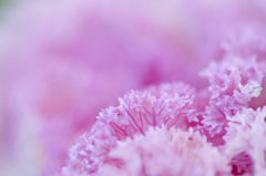 花のように