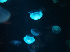 宮島水族館のクラゲ