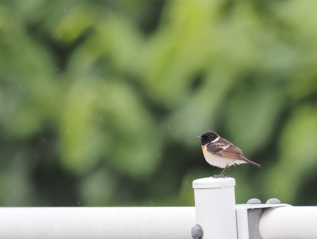 小雨に濡れるイイおとこ