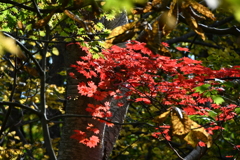 森の奥の紅葉２