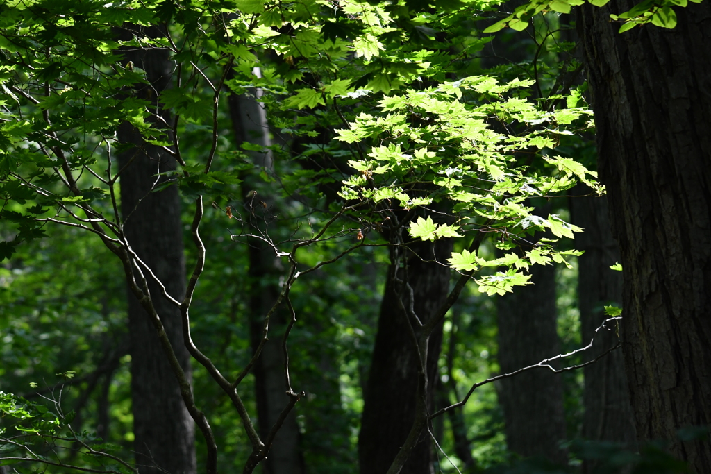 葉の主張、枝の主張、幹の主張