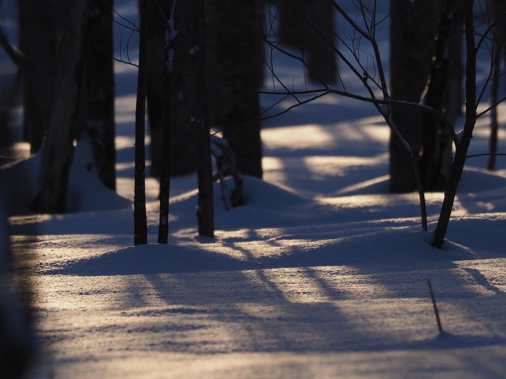 森のPowder Snow  