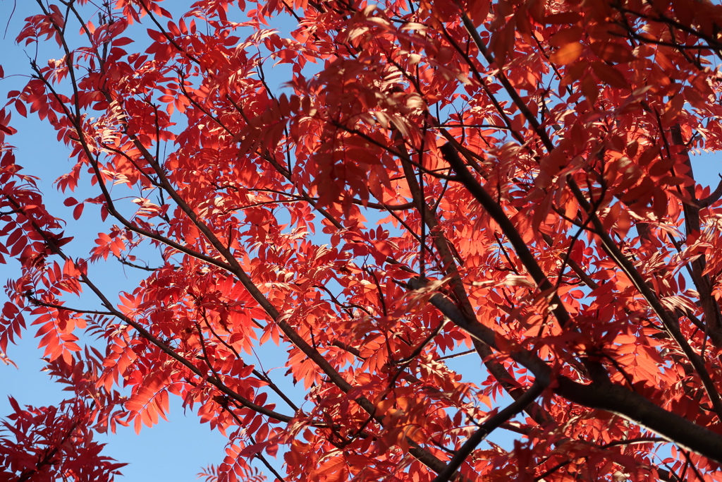 街路樹の紅葉