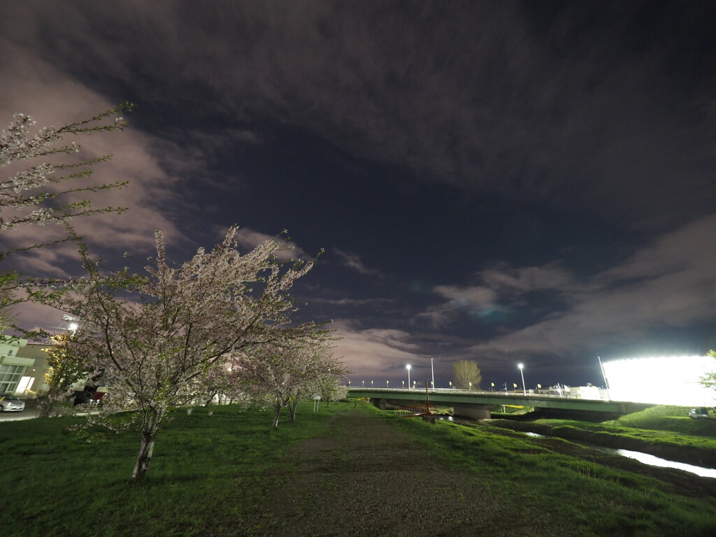 夜桜