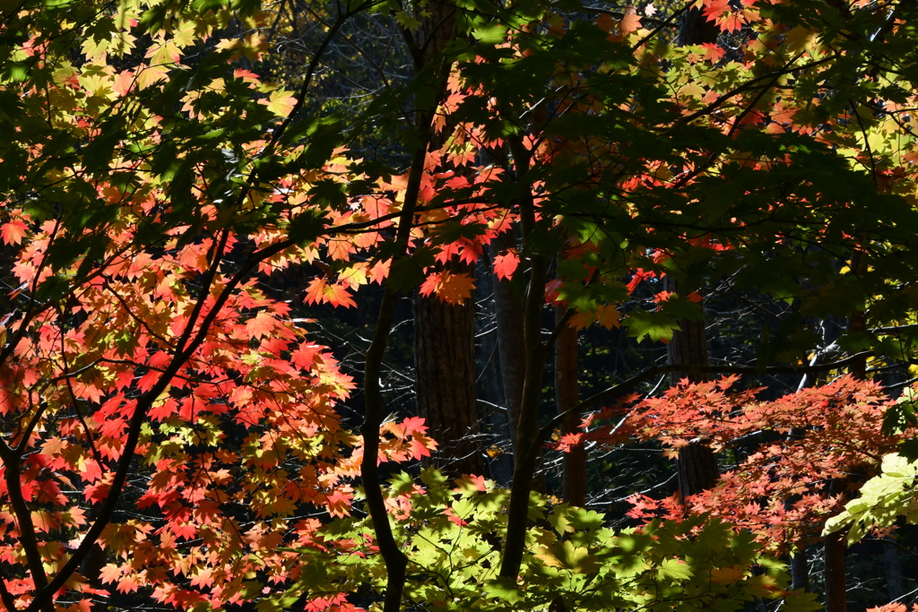 森の奥の紅葉
