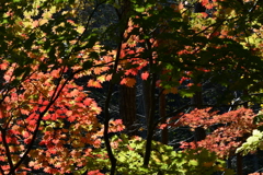 森の奥の紅葉