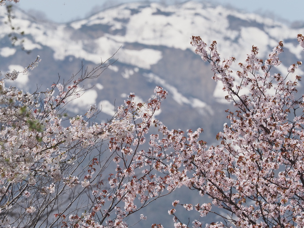 桜と雪山