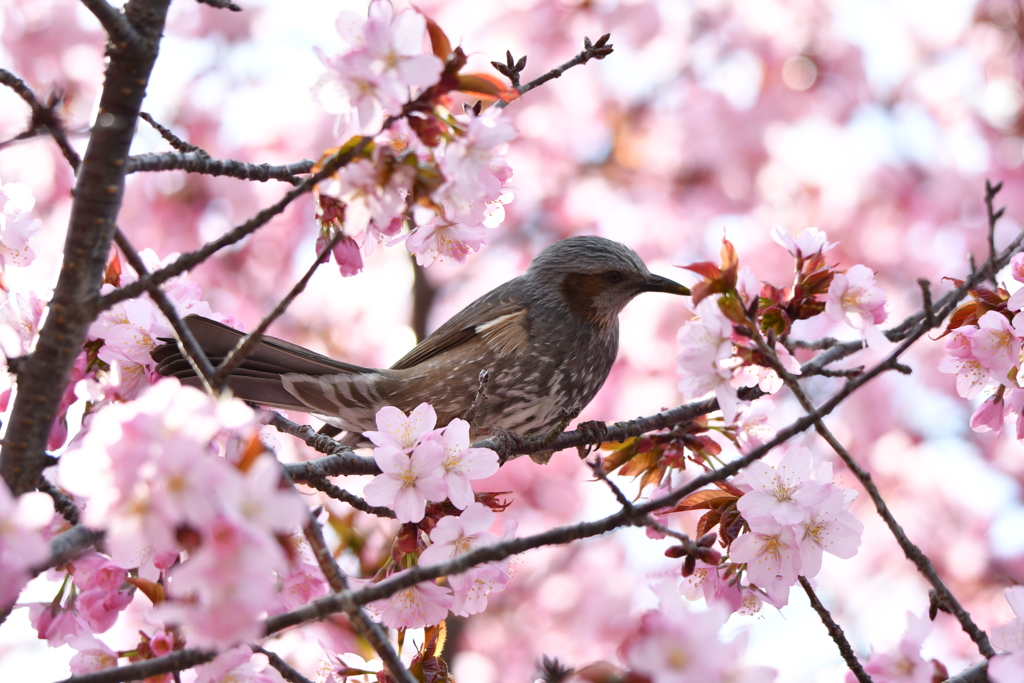 ヒヨ桜