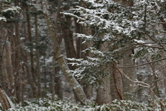 雪化粧