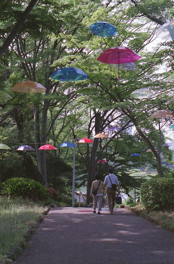 傘の森