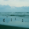 海鳥