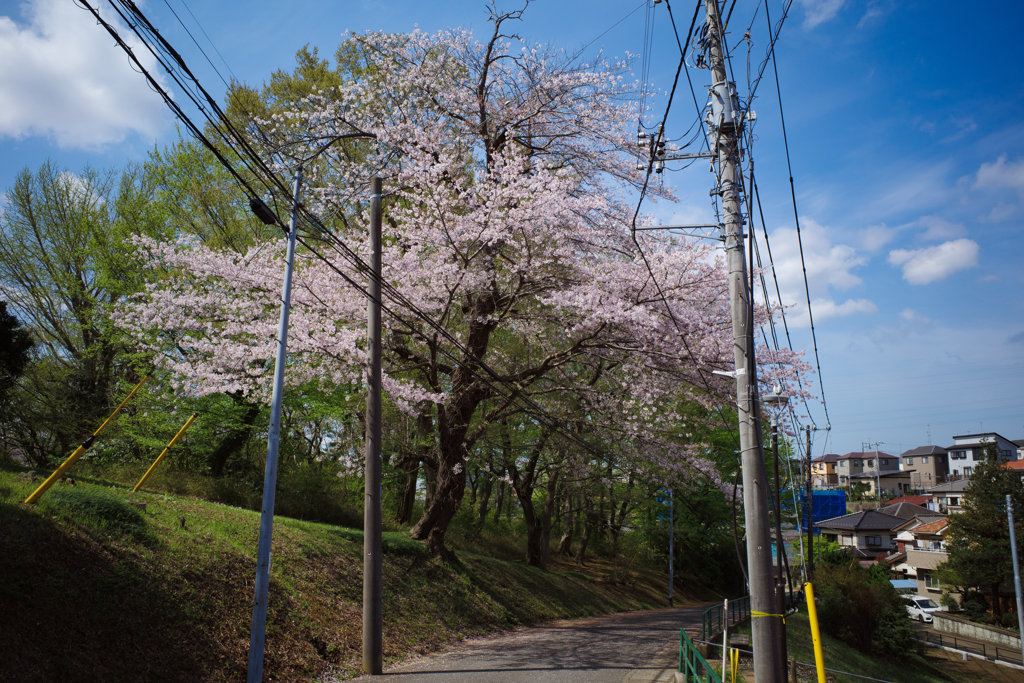 坂道の桜