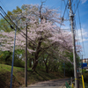 坂道の桜