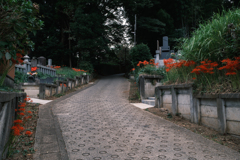 彼岸花