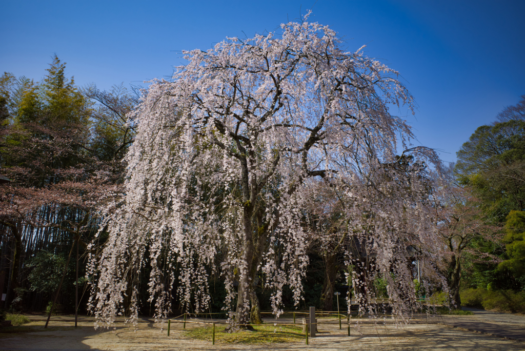 枝垂れ桜
