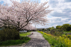 道沿いの桜