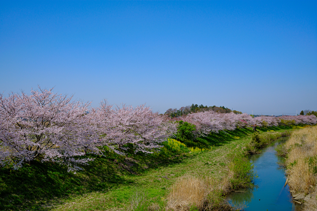 川沿いの桜