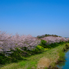 川沿いの桜