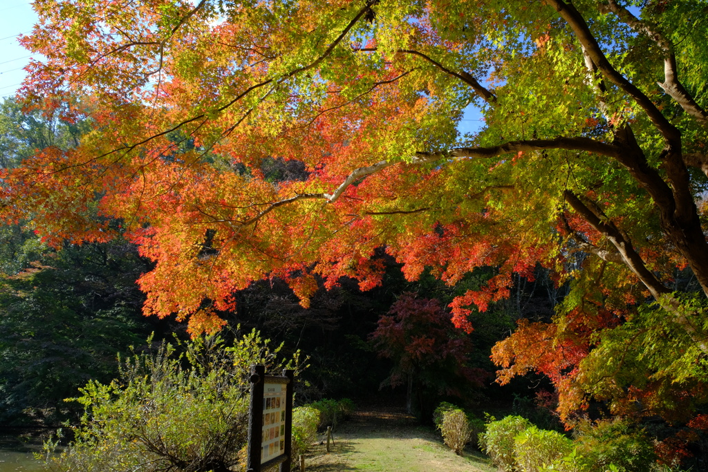 紅葉