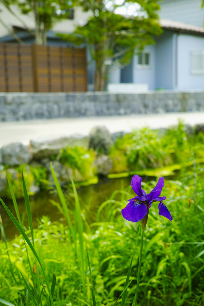 忍野村②