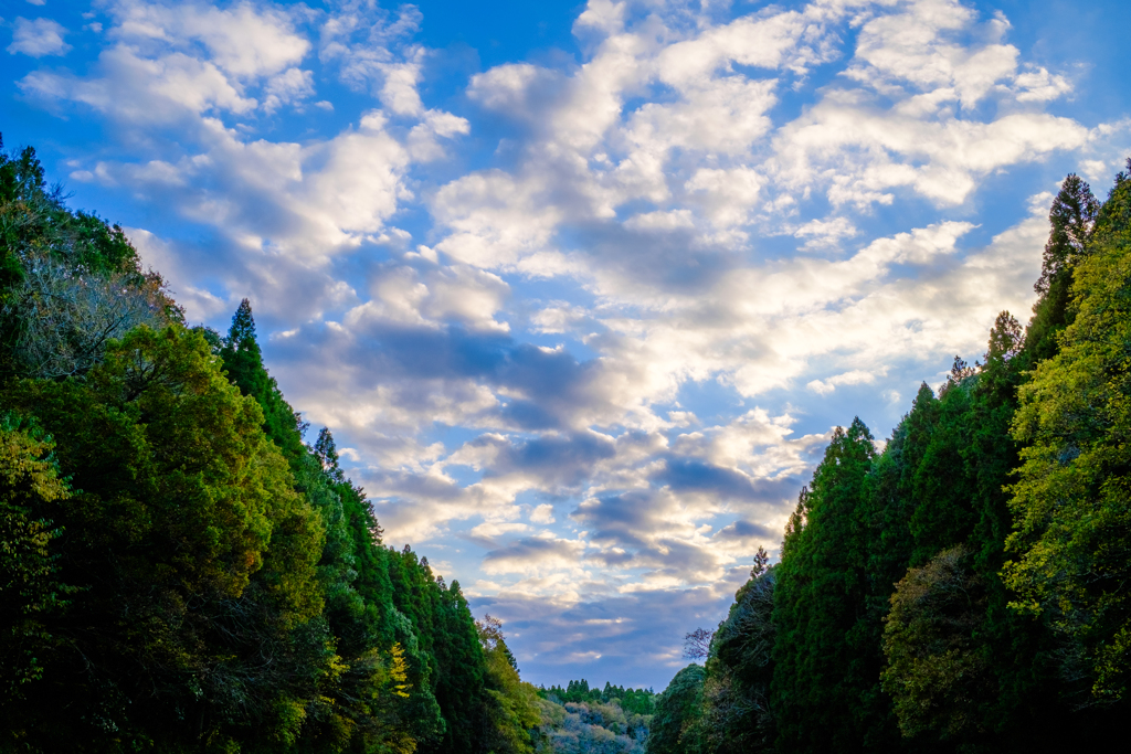 森と空