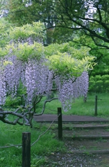 フジ