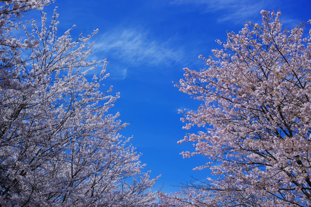 桜びより