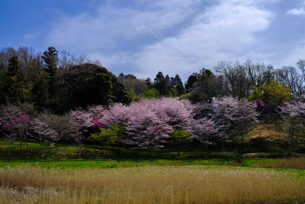 桜