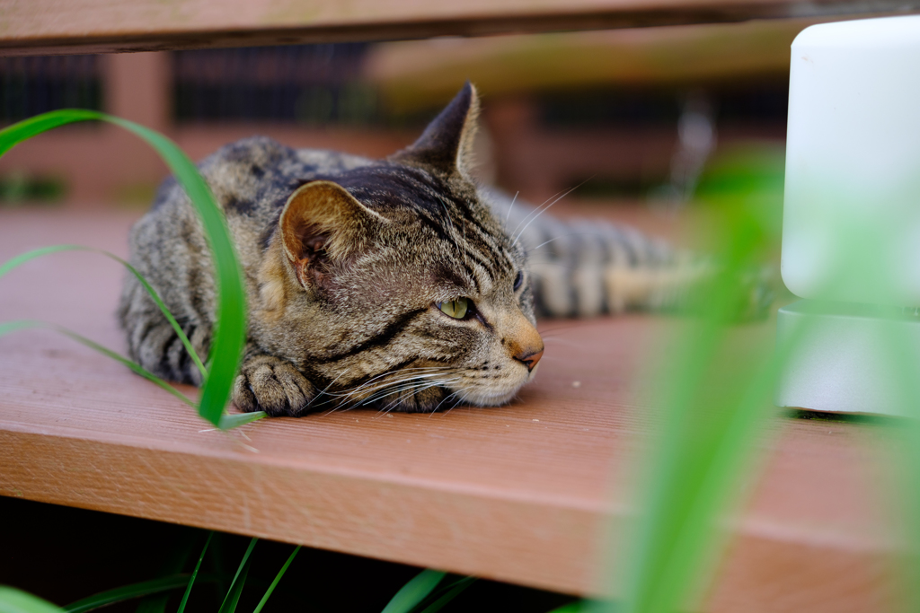 宿ねこ