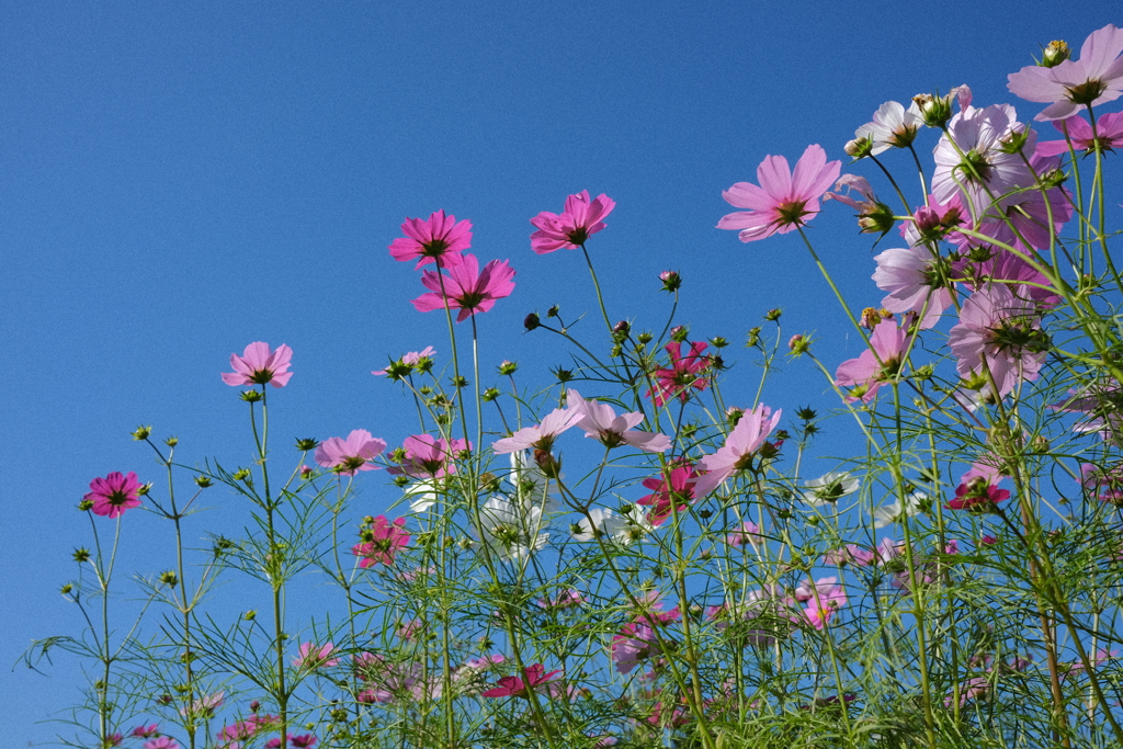 秋桜