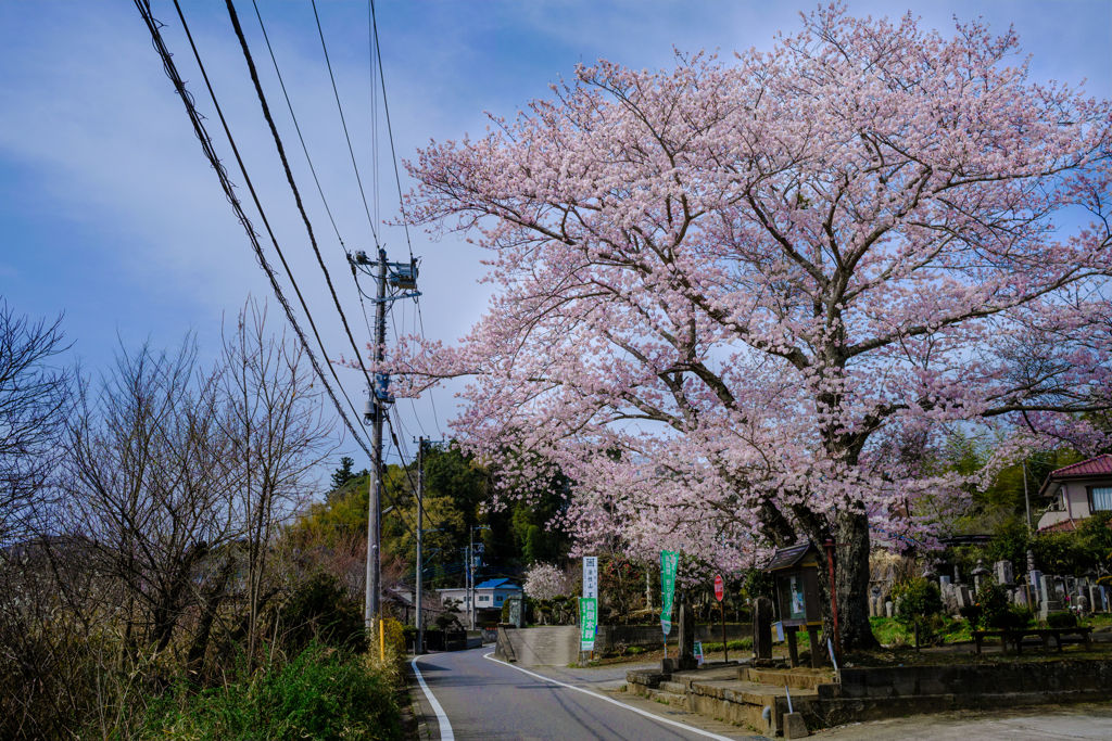 寺前の桜