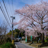 寺前の桜