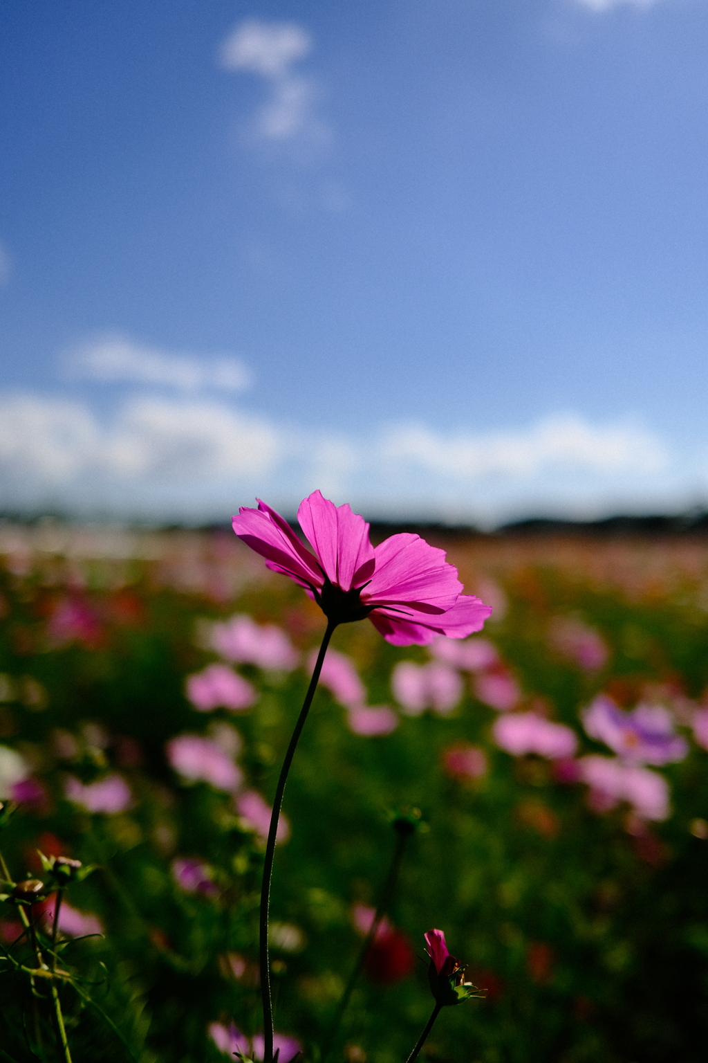 秋桜