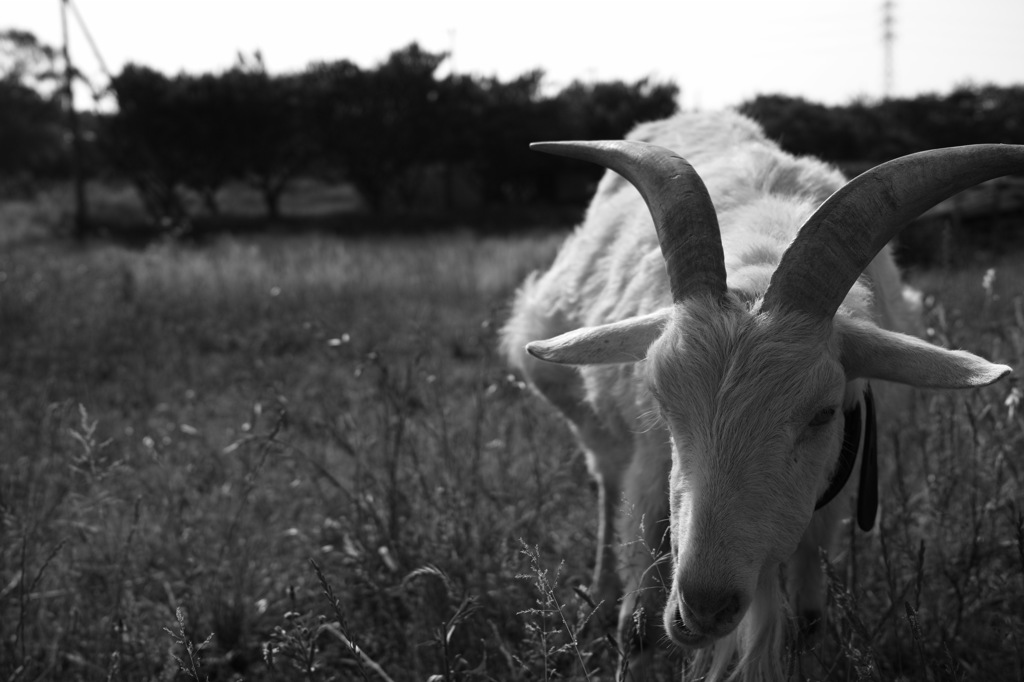 goat②