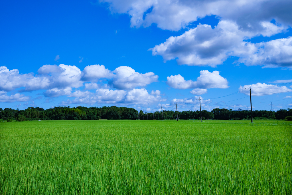 夏、来る。