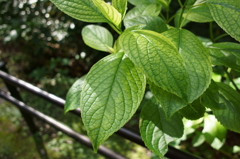 DSC00054